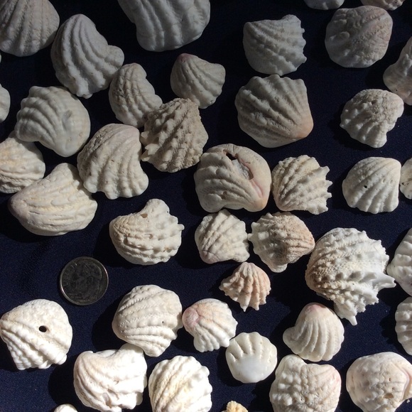 Seashells - Picture 2 of 5